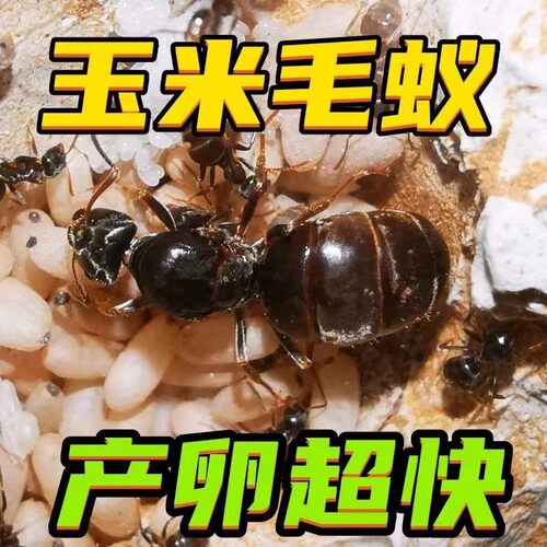 玉米毛蚁活体宠物蚂蚁新手蚂蚁爆产机器小型繁殖巨快蚂蚁城堡工坊
