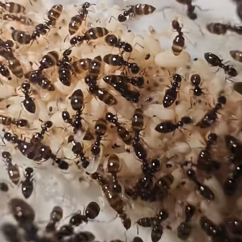 斜结蜜罐蚁国产小型蜜罐蚁多后制度可同巢繁殖新手活体宠物蚂蚁