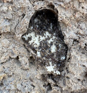 中华小家蚁活体宠物蚂蚁同巢繁殖蚁后越养越多新手入门2025年新后