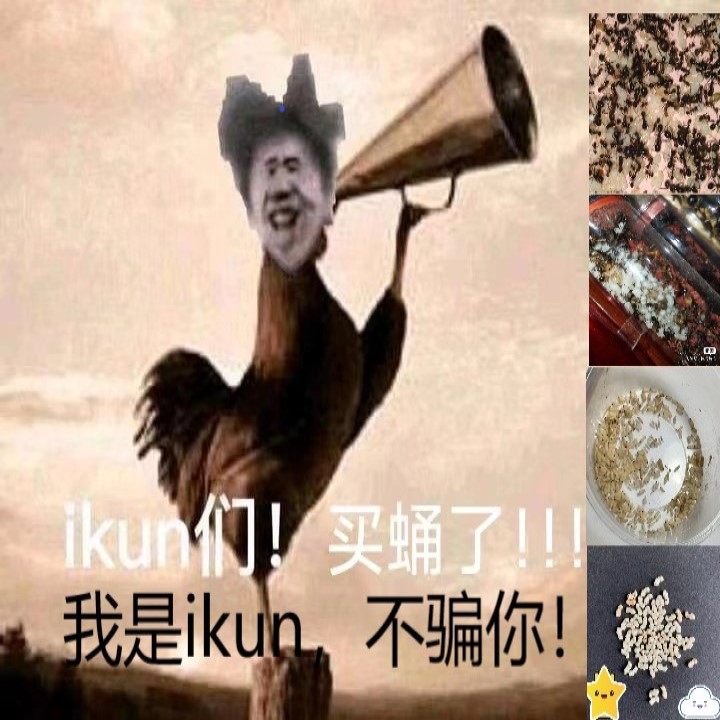 原生野蛮大头工匠白刺针毛勤劳收获蚁新后提速 孤弱后拯救计划