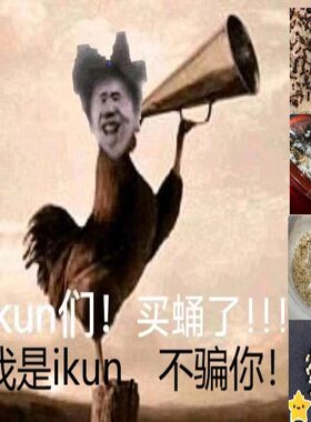 合巢弓背蚁蚁卵蚁茧子蚁蛹