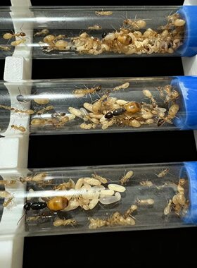 黑金弓背蚁费氏弓背蚁活体宠物蚂蚁儿童玩具生日礼物特色爬宠