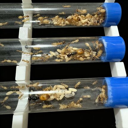 黑金弓背蚁费氏弓背蚁活体宠物蚂蚁儿童玩具生日礼物特色爬宠