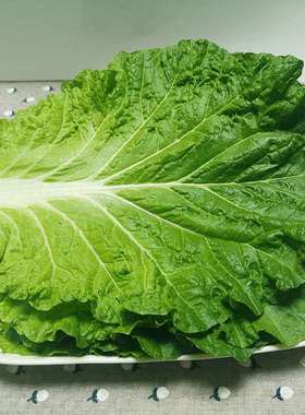 饭包商用大菜叶 25厘米以上 100片 泡沫箱保鲜发货