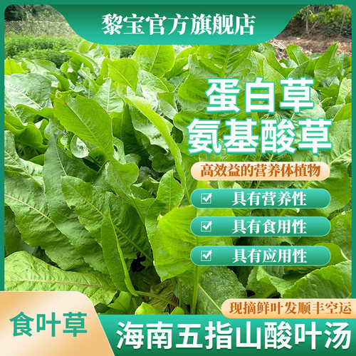 五指山食叶草海南酸叶汤五指山酸叶草酸叶鱼酸叶肉食叶草官方旗舰 - 封面