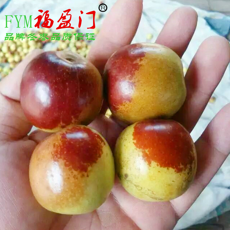 福盈门沾化冬枣现摘现发超脆超甜
