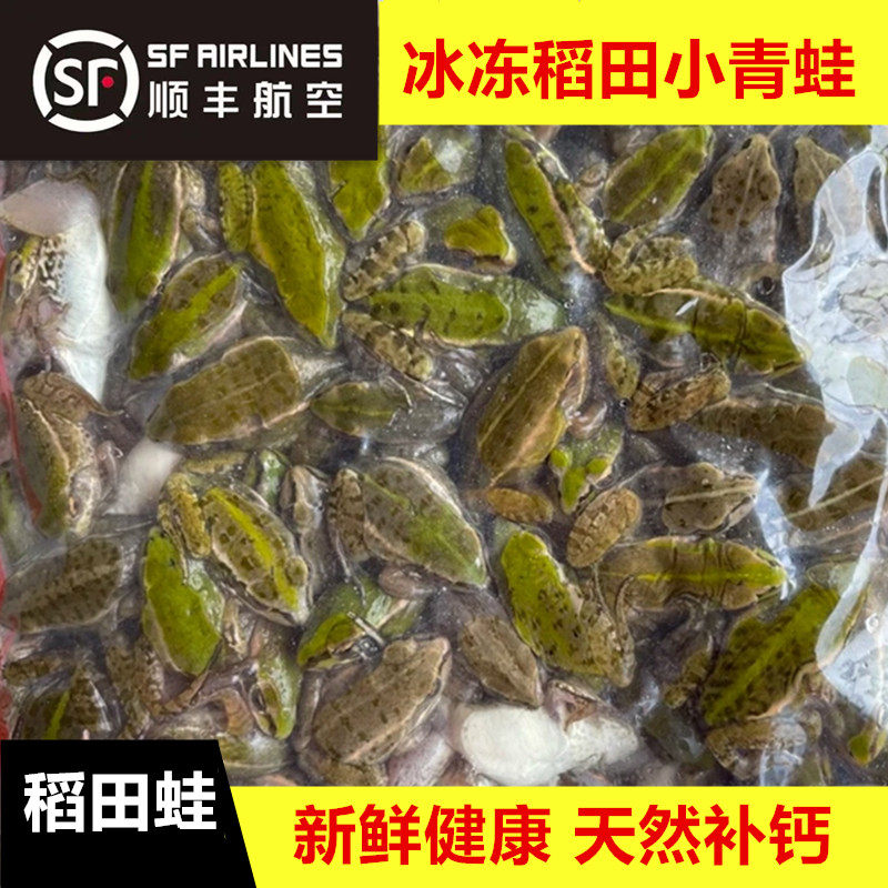 【顺丰空运】冷冻小青蛙雷龙鱼角蛙饲料饵料稻田蛙幼苗青龙鱼饲料