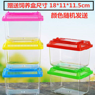 青蛙饲养盒青蛙卵青蛙蝌蚪苗养青蛙蝌蚪的盒子宠物盒子