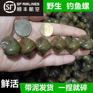 【顺丰空运】脆螺鲜活钓鱼饵料黑鲩螺蛳青挂钩薄壳田螺青鱼鱼饵螺