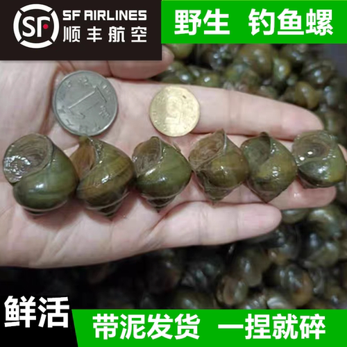 钓鱼脆螺青鱼鱼饵钓鱼螺田螺