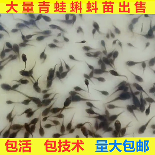 青蛙小蝌蚪稻田蛙卵冷冻小青蛙喂龙鱼饲料稻田养殖幼蛙黑斑蛙苗