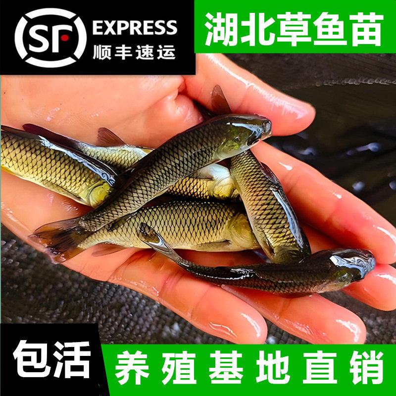 青蛙小蝌蚪活体特价养殖记基地