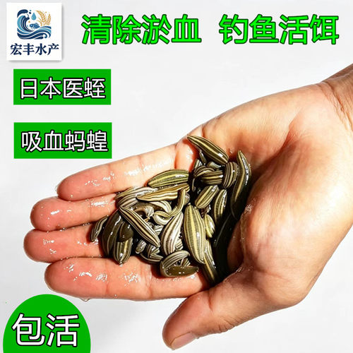 蚂蟥活体钓鱼饵料活物