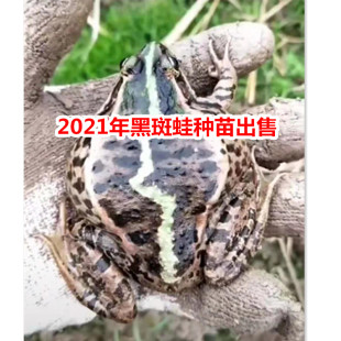 包活 种蛙活体大青蛙卵苗种蛙水族萌宠小蝌蚪找妈妈学生科普 包邮