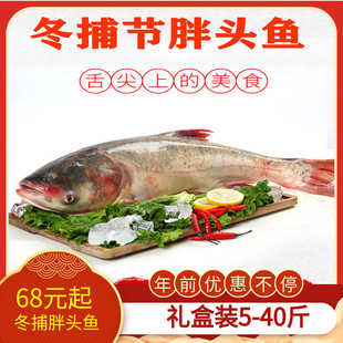 礼盒装5-40斤吉林松原查干湖鱼胖头鱼冬捕鱼冷冻保鲜年货包邮