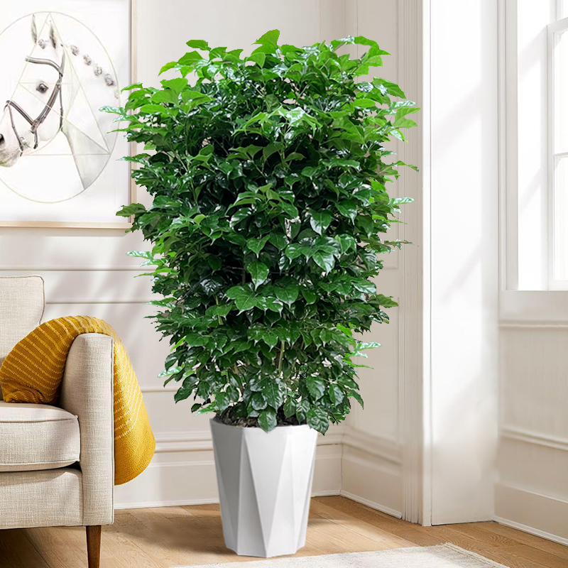 【丛生棒棒糖】幸福树绿植客厅盆栽老桩绿宝植物（基地直播专用）