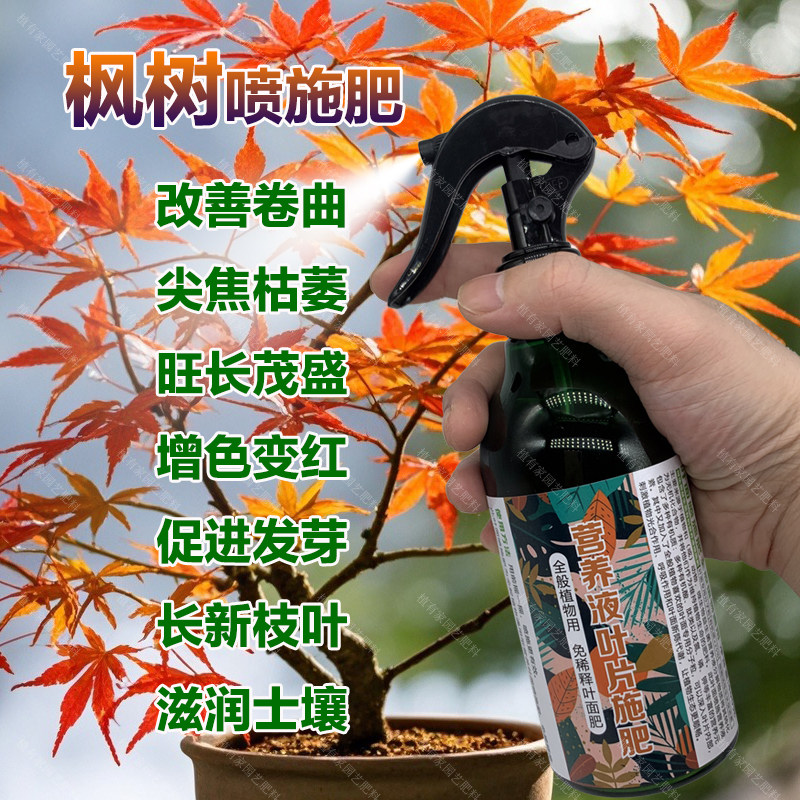 红枫树专用肥料土黄金流泉枫树苗营养液旺长茂盛增色变红叶面肥料图片