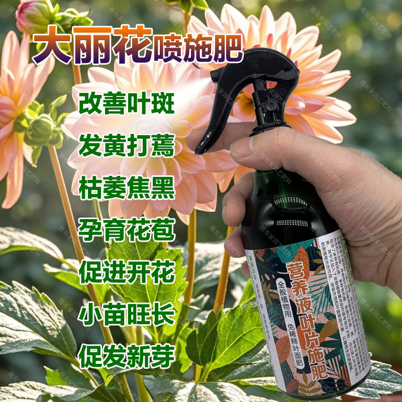 大丽花专用肥料养殖种球根地瓜花苗小丽菊花肥种植营养液叶面肥料