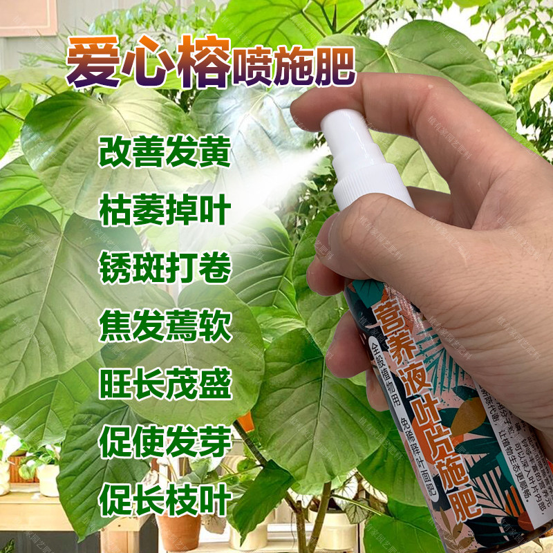 爱心榕专用肥料心叶榕树营养液发黄枯萎锈斑打卷焦发蔫软掉叶面肥,鲜花速递/花卉仿真/绿植园艺,家庭园艺肥料,淘宝优惠券,粉丝福利购,淘宝优惠卷