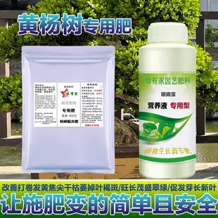 黄杨专用肥营养液雀舌瓜子黄杨树盆景肥料防黄叶促生长生根叶面肥