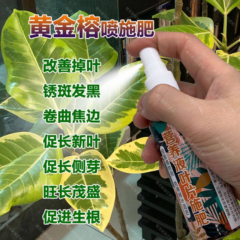 黄金榕专用肥料促分枝发侧芽营养液高山榕富贵榕盆栽长新叶喷施肥,鲜花速递/花卉仿真/绿植园艺,家庭园艺肥料,淘宝优惠券,粉丝福利购,淘宝优惠卷
