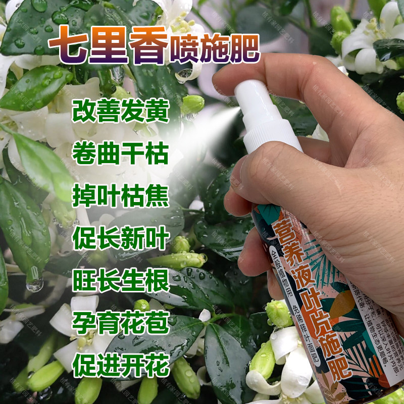七里香专用肥料七里香树苗营养液叶子发黄卷曲干枯掉叶桔焦叶面肥,鲜花速递/花卉仿真/绿植园艺,家庭园艺肥料,淘宝优惠券,粉丝福利购,淘宝优惠卷