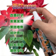 一品红专用肥料一品红花肥营养液叶子黄发蔫黑斑卷焦掉叶耷拉肥料