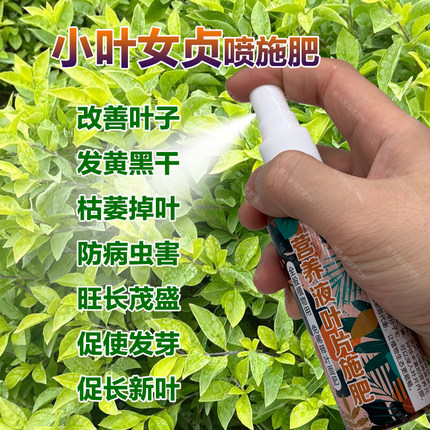 小叶女贞专用肥料树苗营养液叶子发黄黑干枯萎掉叶防病虫害叶面肥