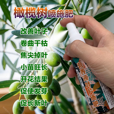 橄榄树专用肥料种植树苗有机肥营养液叶子卷曲干枯焦尖掉叶面肥料