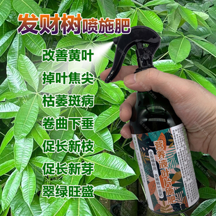 发财树专用肥料改善黄叶掉叶焦尖枯萎斑病卷曲下垂盆栽营养液肥料