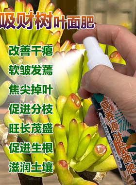 吸财树专用肥料多肉植物营养液软皱发蔫焦尖掉叶干瘪促进分枝肥料