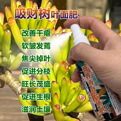 吸财树专用肥料多肉植物营养液软皱发蔫焦尖掉叶干瘪促进分枝肥料