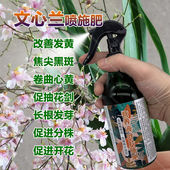 文心兰专用肥料盆栽植物营养液叶子尖焦发黄叶卷曲长黑斑兰花肥料