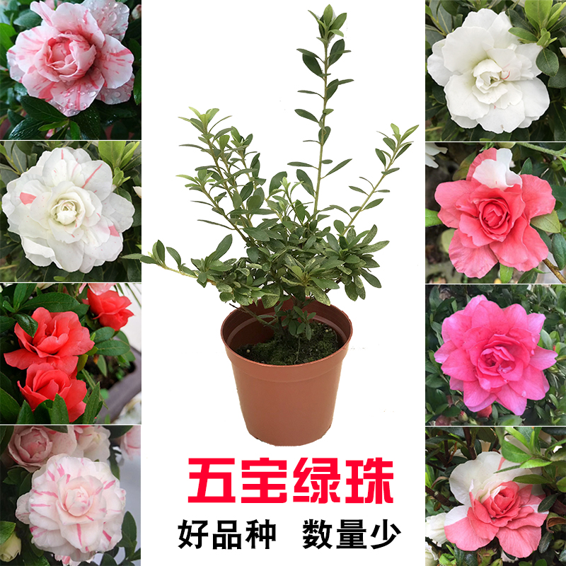多色杜鹃盆栽重瓣耐寒盆栽杜鹃花