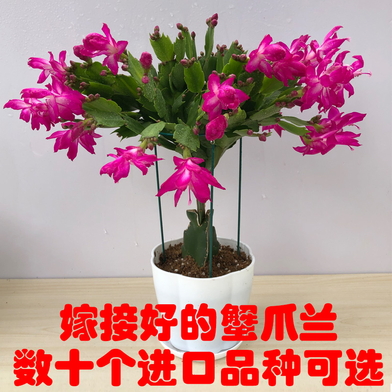 蟹爪兰品种重瓣单层带花蟹爪兰