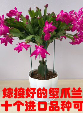 蟹爪兰阳台庭院嫁接重瓣蟹爪兰