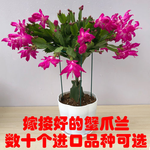 蟹爪兰阳台庭院嫁接重瓣蟹爪兰