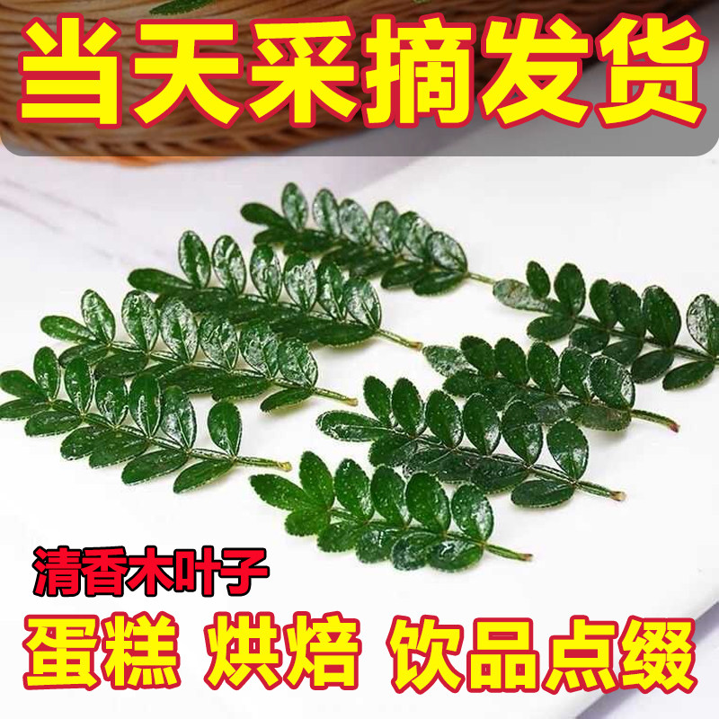 清香木鲜叶蛋糕装饰叶子