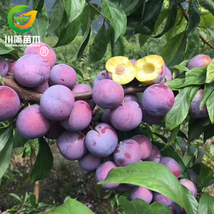 热销嫁接早熟一点五月脆李凤凰李茵红李子树苗水果树苗南北方种植