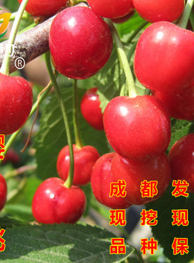 嫁接红妃樱桃树苗盆栽地栽