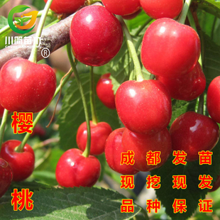 嫁接早熟乌皮樱桃南方黑珍珠红妃大樱桃汶川红灯笼车厘子果树苗木