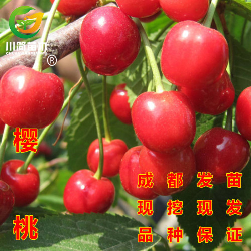 嫁接红妃樱桃树苗盆栽地栽
