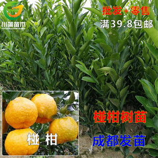 四川嫁接 椪柑树苗芦柑梅柑带土营养杯桔子柑橘树苗 碰柑盆栽地栽