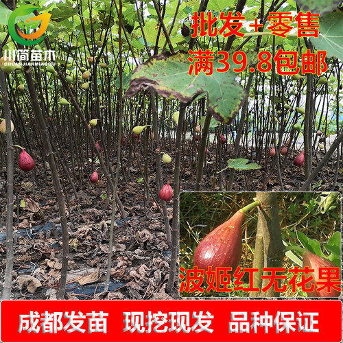 热销四川优质波姬红可无花果树苗
