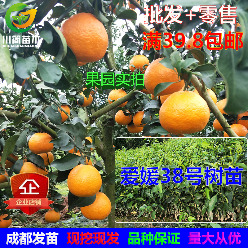红美人爱媛38号果冻橙树苗川简
