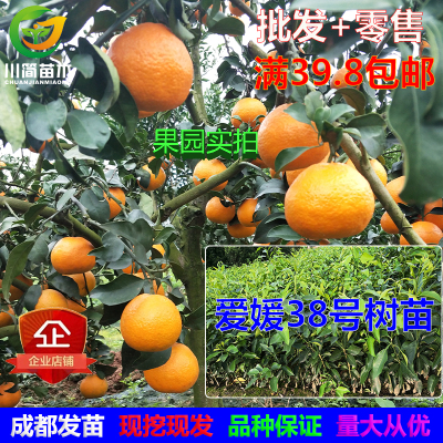 红美人爱媛38号果冻橙树苗川简