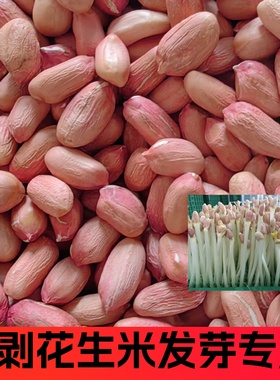 花生芽苗种子籽专用水培种植高产薄壳花育9616新手拨花生米大颗粒