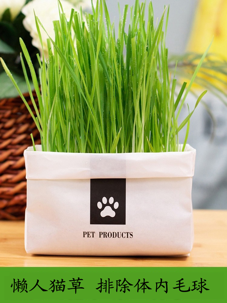 diy猫草无尘有机懒人化毛营养