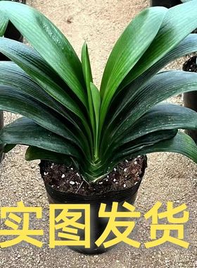 君子兰花圆头国兰绿植花卉好养活四季常青室内室外盆栽绿植花卉