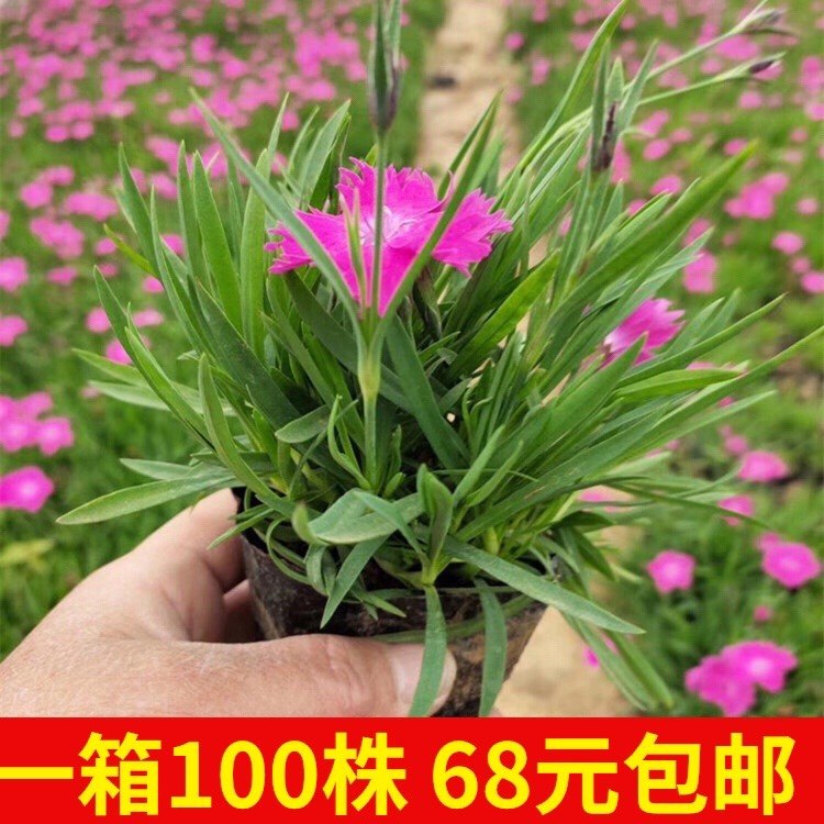 欧石竹花苗 山东青州耐寒花卉盆栽粉贝室外庭院绿化工程小苗包邮